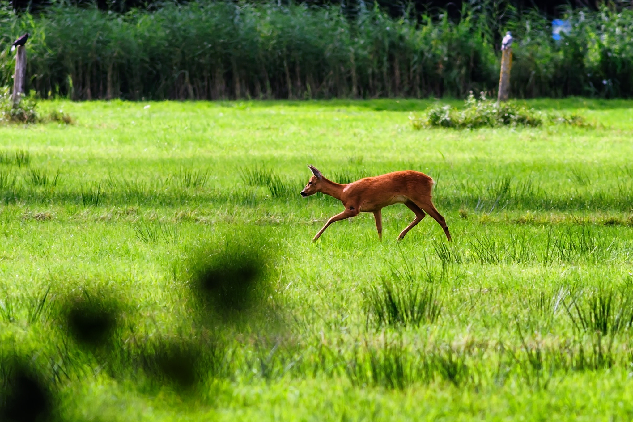 Nikon D300S + AF Nikkor 300mm f/4 IF-ED sample photo. Running deer photography