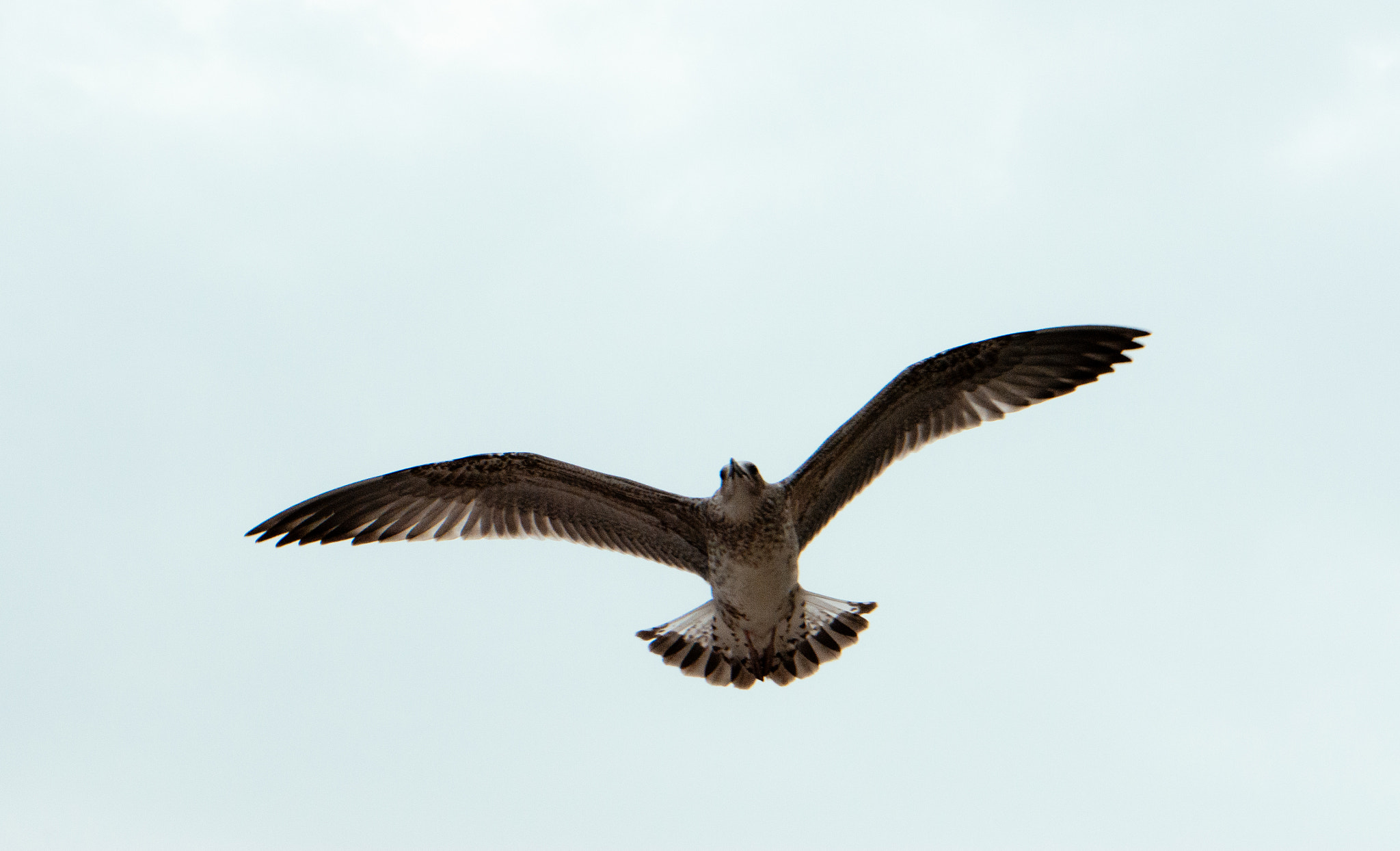 Sigma 18-50mm F2.8-4.5 DC OS HSM sample photo. Bird photography