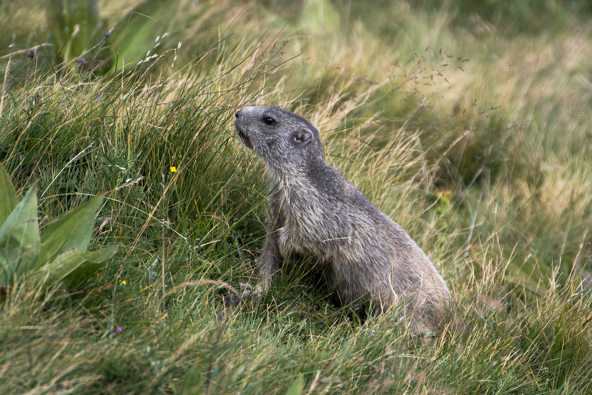 Nikon D500 sample photo. Groundhog / marmotte (2) photography