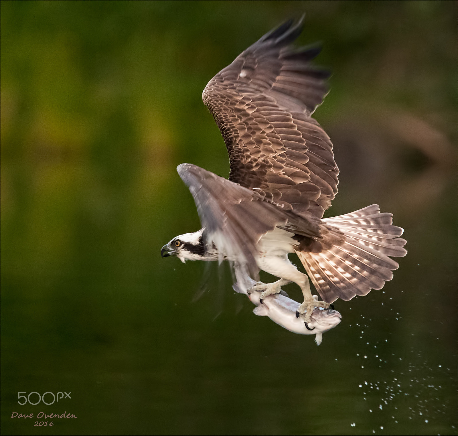 Canon EF 300mm F2.8L IS II USM sample photo. Osprey photography
