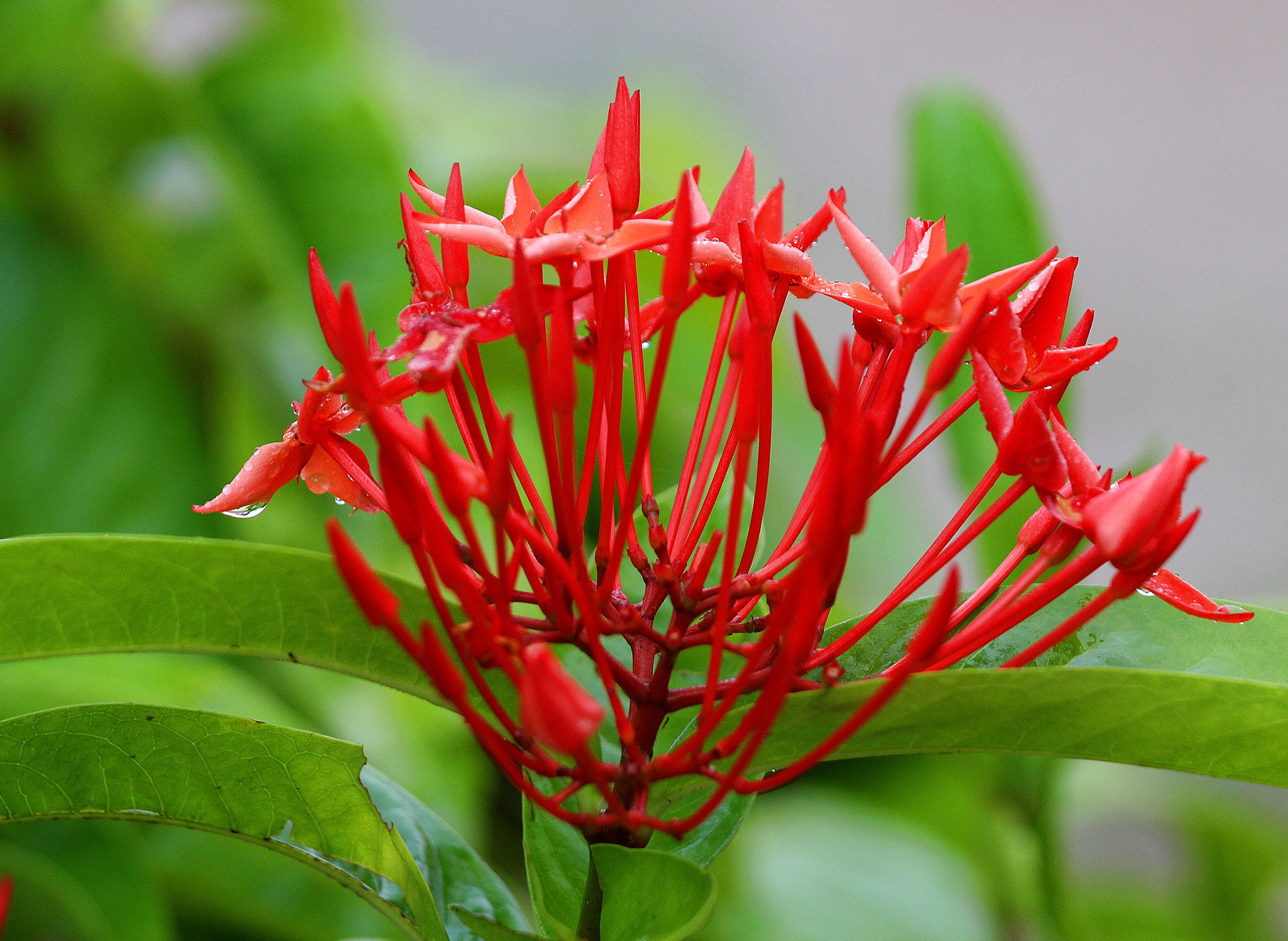 Canon EOS 600D (Rebel EOS T3i / EOS Kiss X5) + Canon EF 70-200mm F4L IS USM sample photo. Ixora coccinea photography