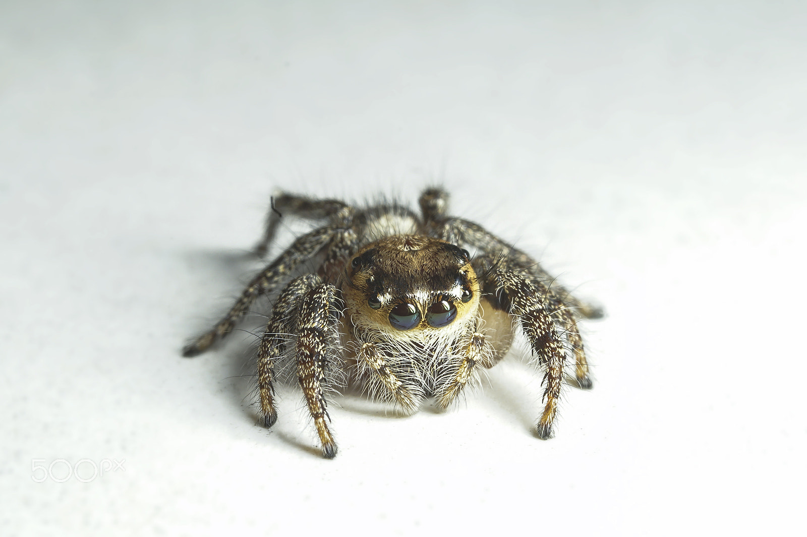 65mm F2.8 sample photo. Jumping spider (salticidae) photography