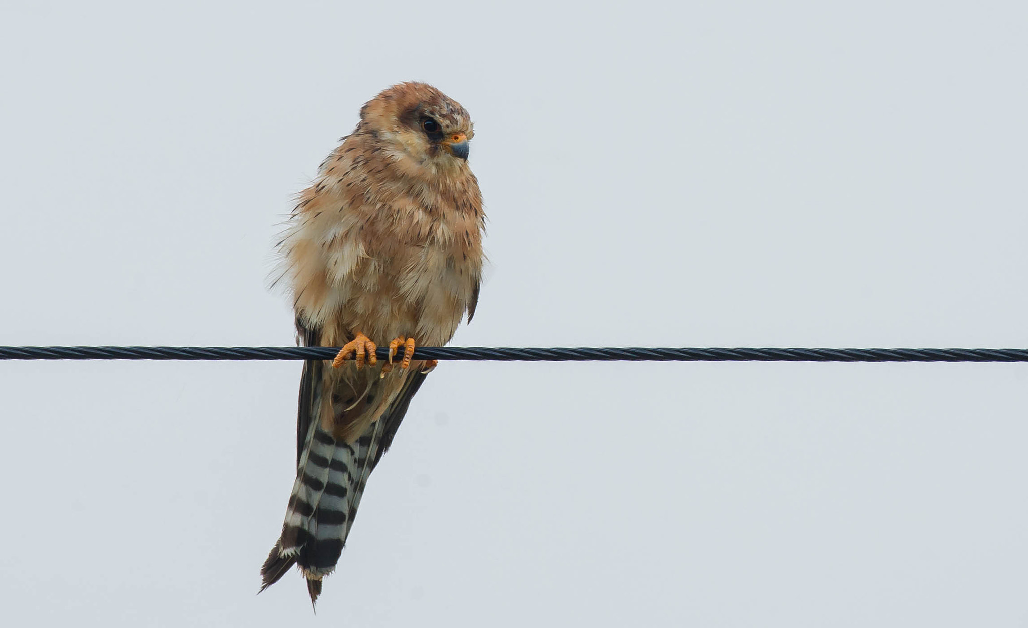 Nikon D3S sample photo. 28514499030.jpg photography
