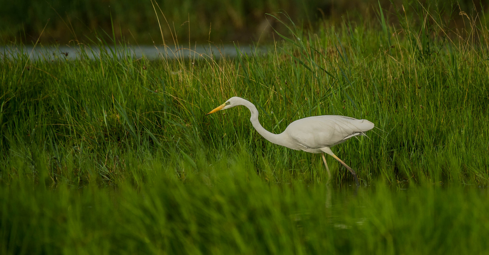 Nikon D3S sample photo. 28514455210.jpg photography