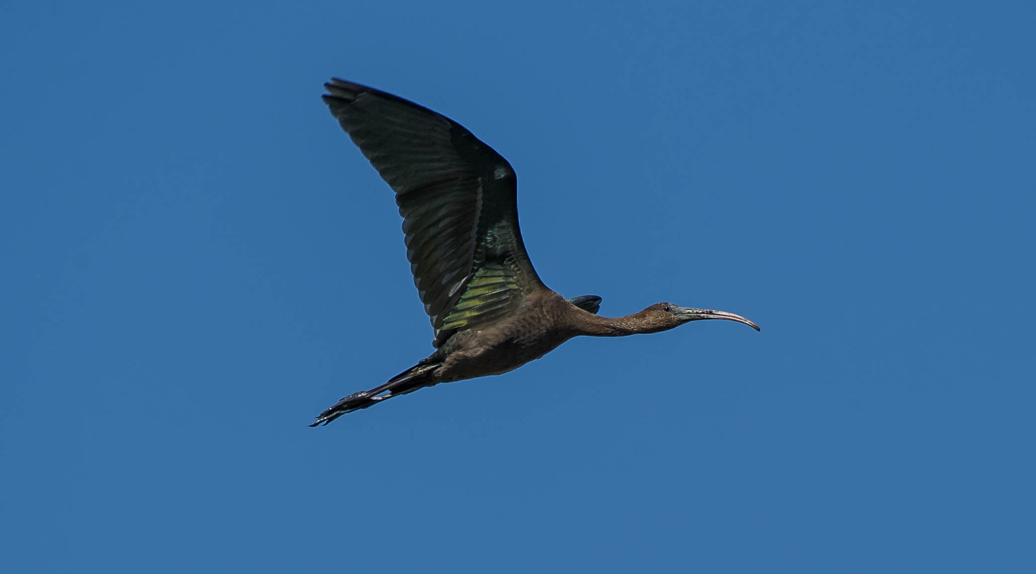 Nikon D3S sample photo. 28384601740.jpg photography