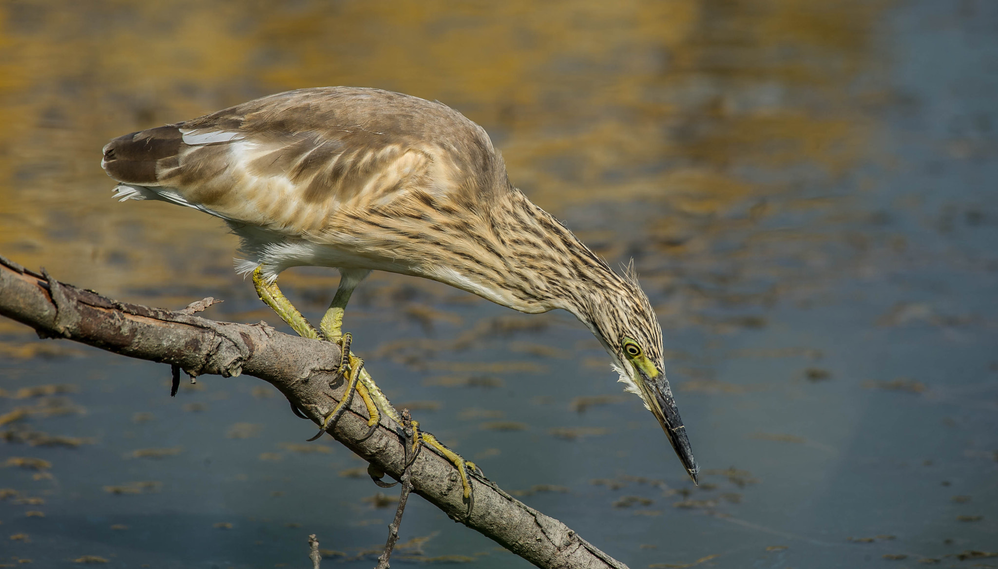 Nikon D3S sample photo. 28668788335.jpg photography