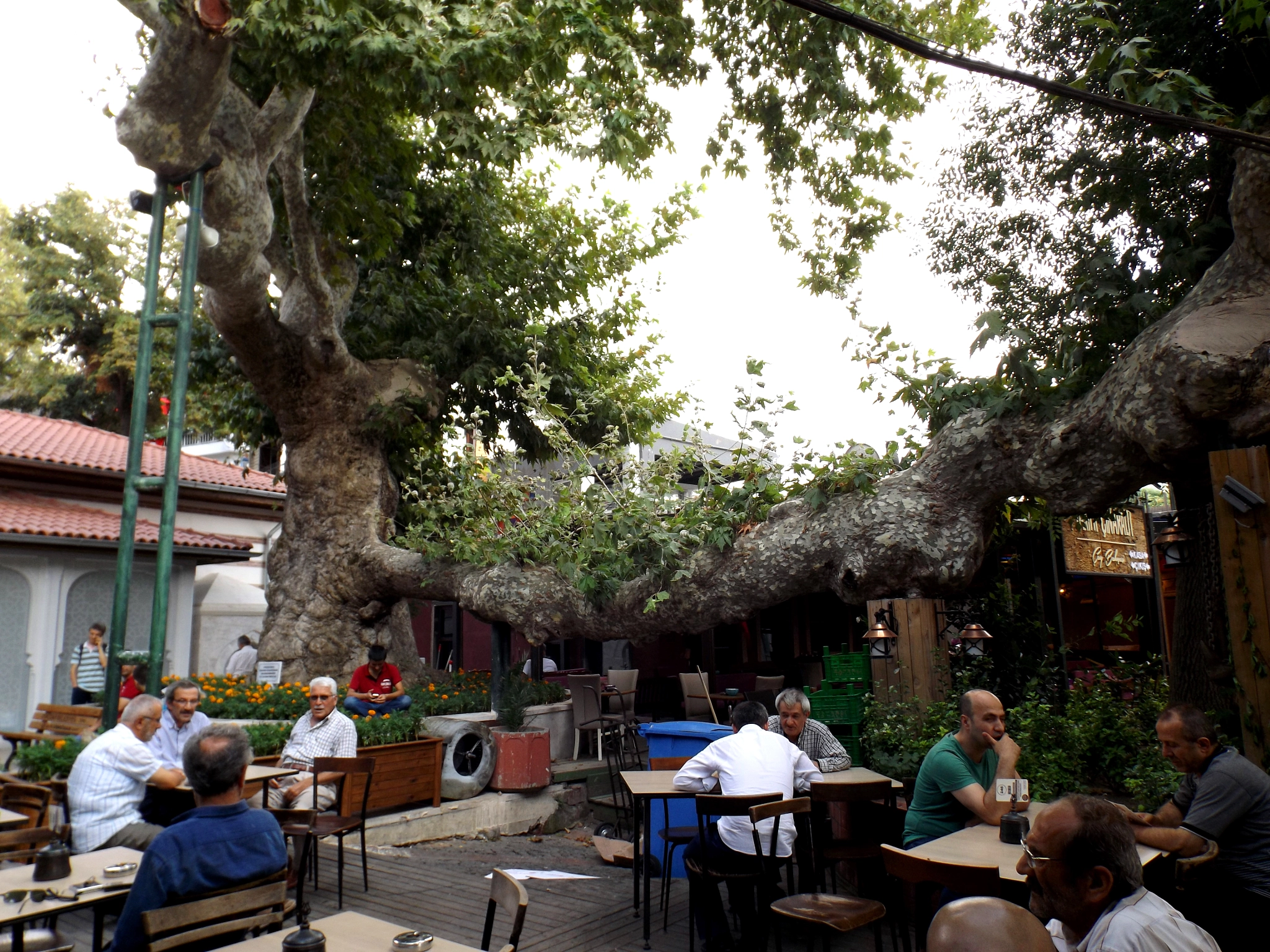 Fujifilm FinePix S4600 sample photo. 800 years old tree photography
