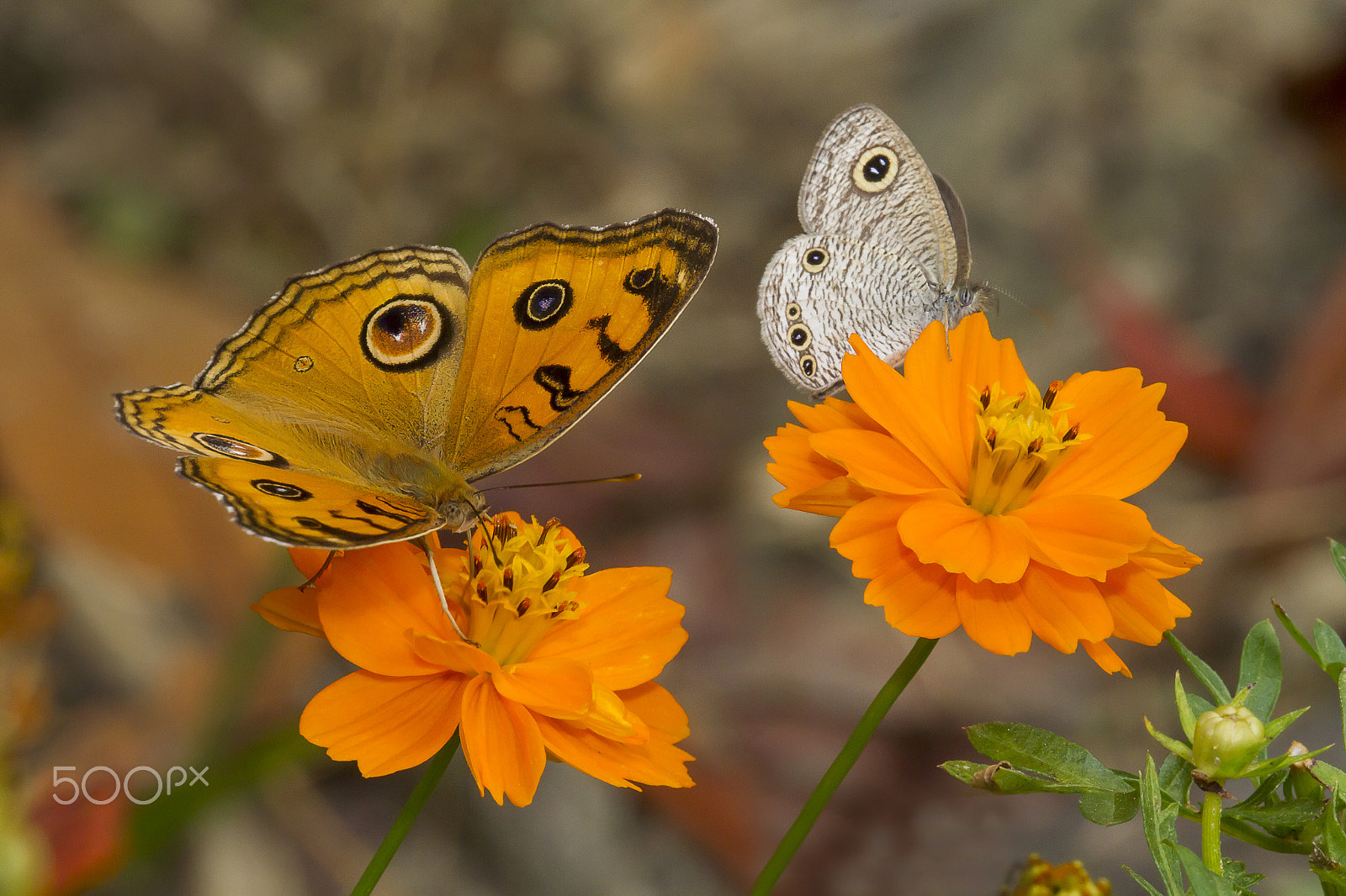 Canon EF 180mm F3.5L Macro USM sample photo. Butterfly and flower photography