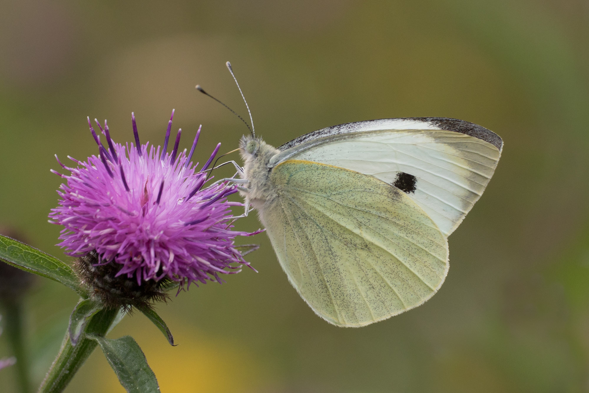 Canon EF 180mm F3.5L Macro USM sample photo. Large white photography