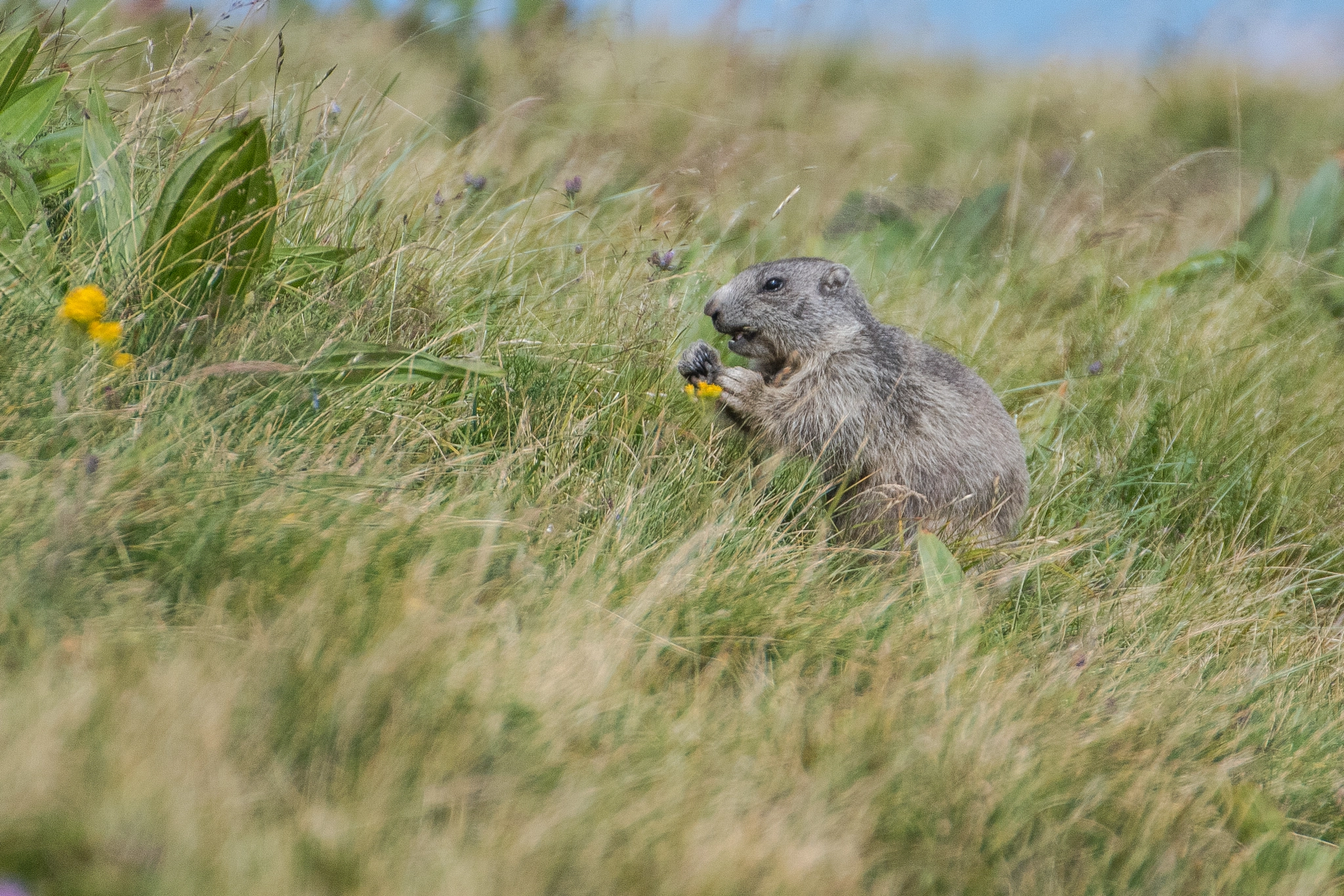Nikon D500 sample photo. Groundhog / marmotte (3) photography