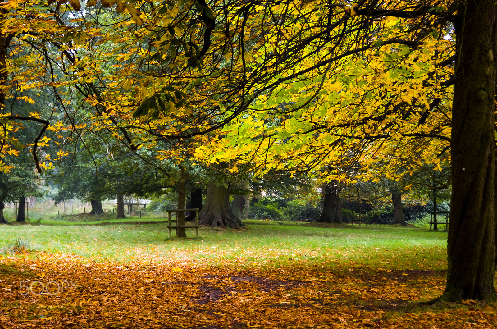 Nikon D2Hs + AF-S Zoom-Nikkor 24-85mm f/3.5-4.5G IF-ED sample photo. Autumn leaves photography