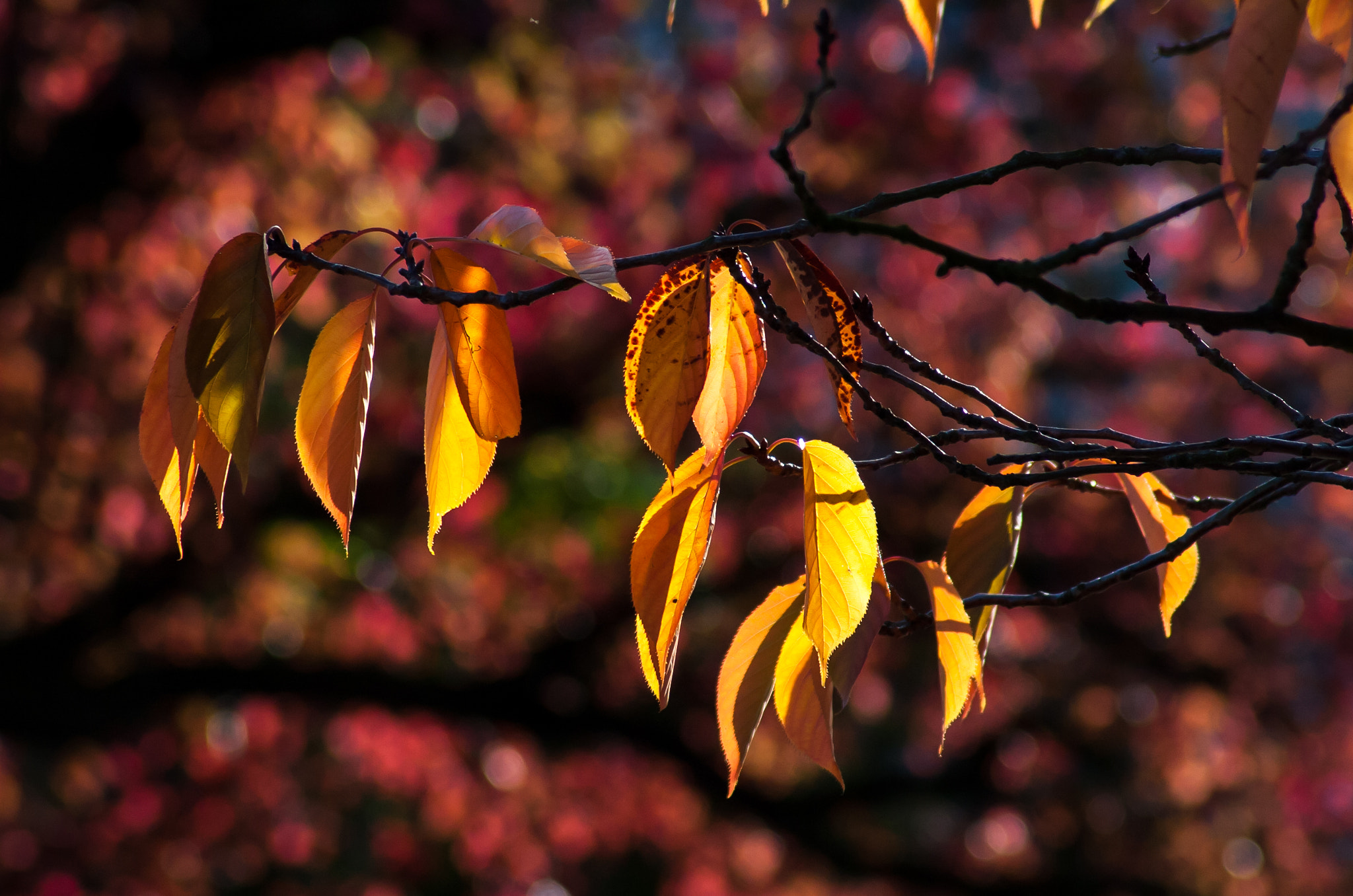 Nikon D2Hs sample photo. Autumn colours photography