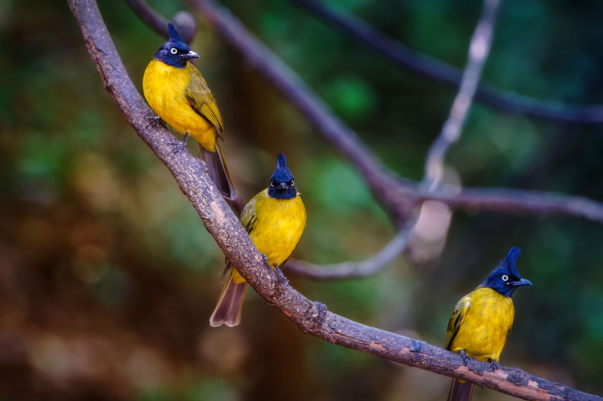 Sony ILCA-77M2 + Sony 70-400mm F4-5.6 G SSM II sample photo. Black-crested bulbul photography