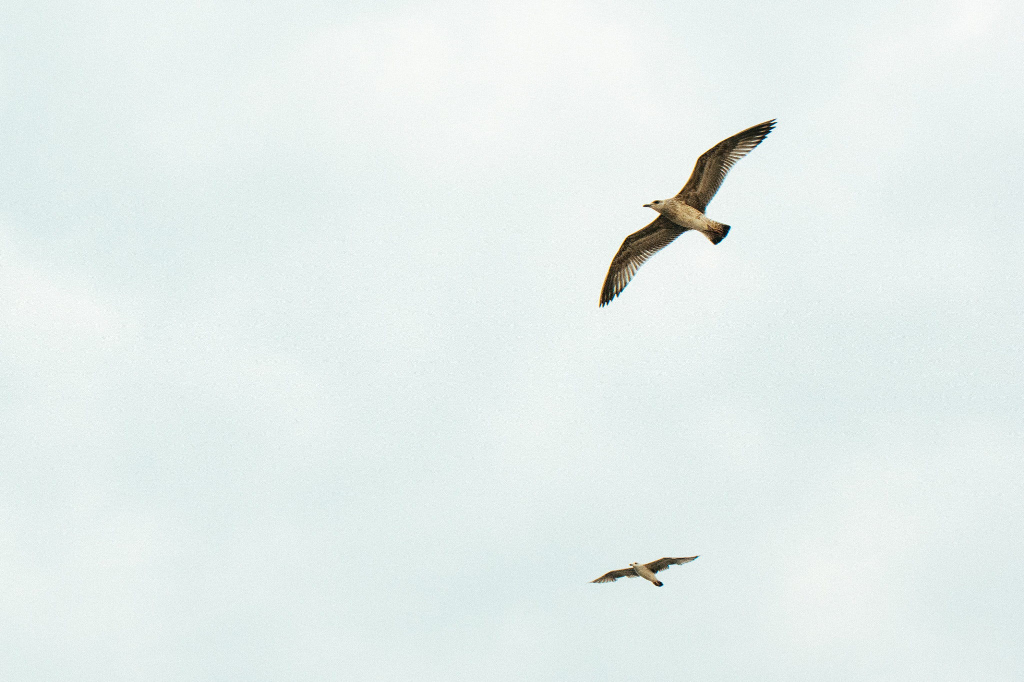 Sigma 18-50mm F2.8-4.5 DC OS HSM sample photo. 2 birds photography
