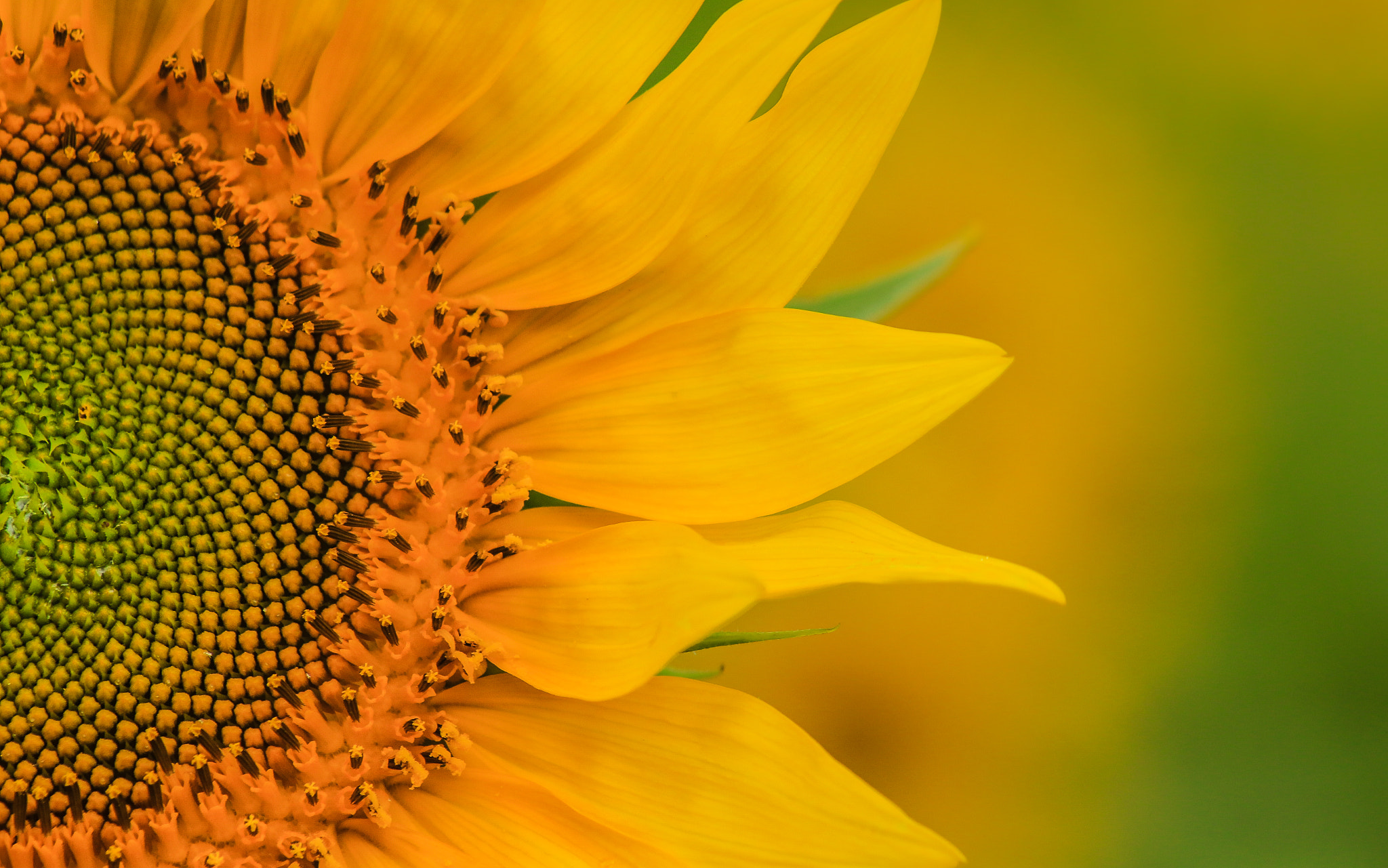 Canon EOS 70D sample photo. #sunflower  photography