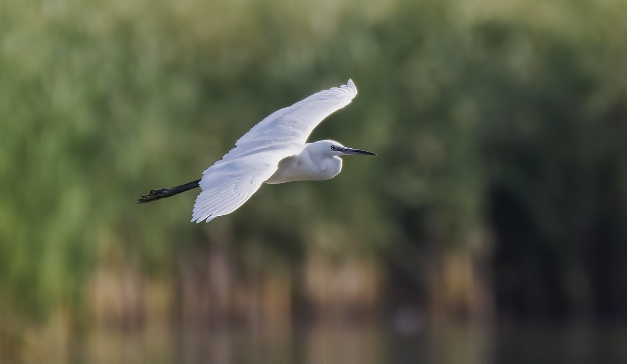 Nikon AF-S Nikkor 200-500mm F5.6E ED VR sample photo. Egretta garzetta over the lake flight photography