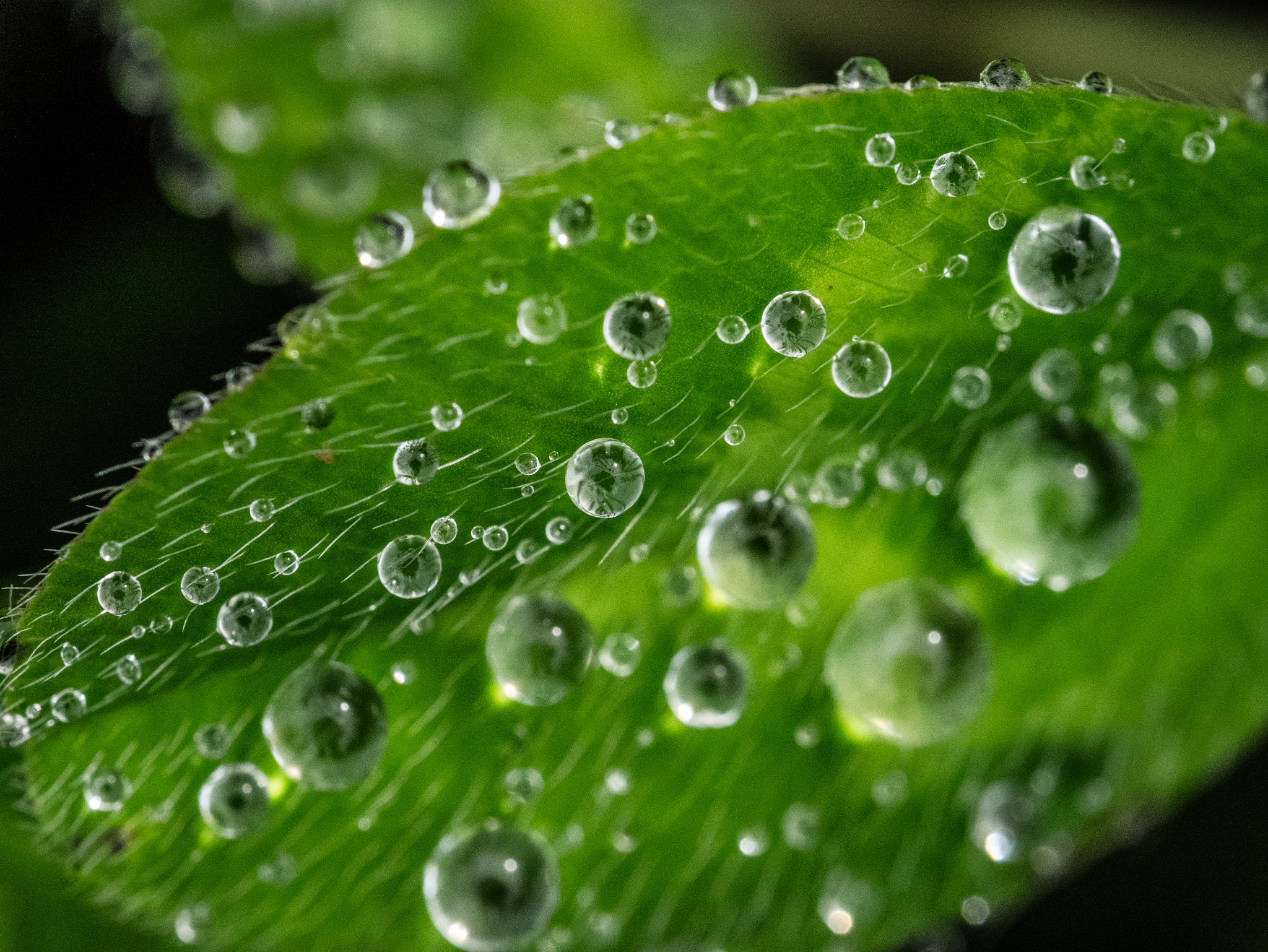 Panasonic Lumix DMC-GM1 sample photo. Morning dew photography