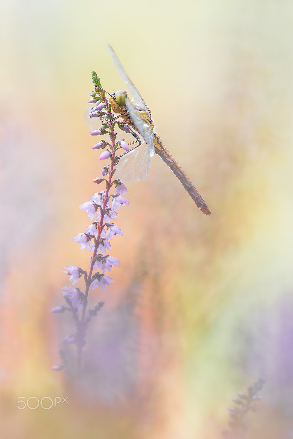 Sigma 150mm F2.8 EX DG Macro HSM sample photo. Sympetrum photography