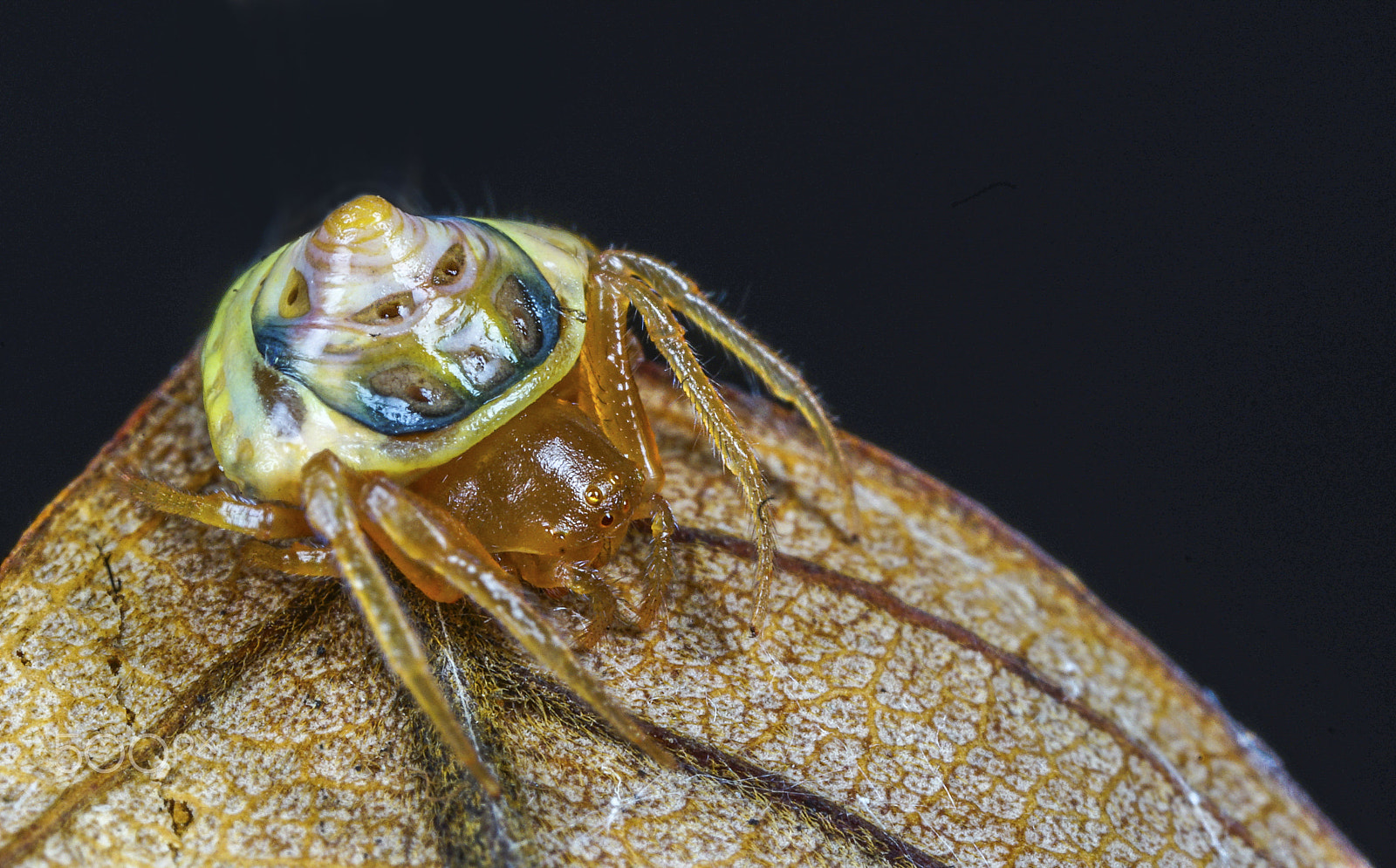 65mm F2.8 sample photo. Snail-like  spider (cyrtarachne) photography