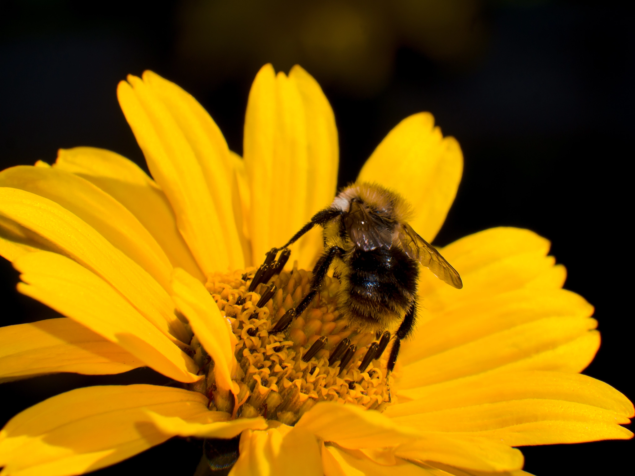 LUMIX G VARIO 45-150/F4.0-5.6 sample photo. Black and yellow photography
