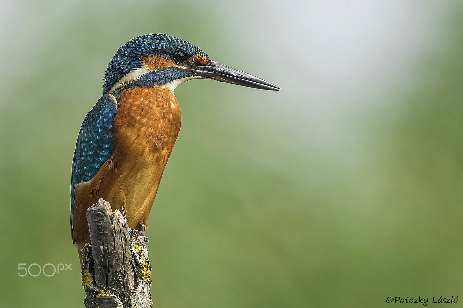 Olympus OM-D E-M1 + OLYMPUS M.300mm F4.0 sample photo. Kingfisher photography
