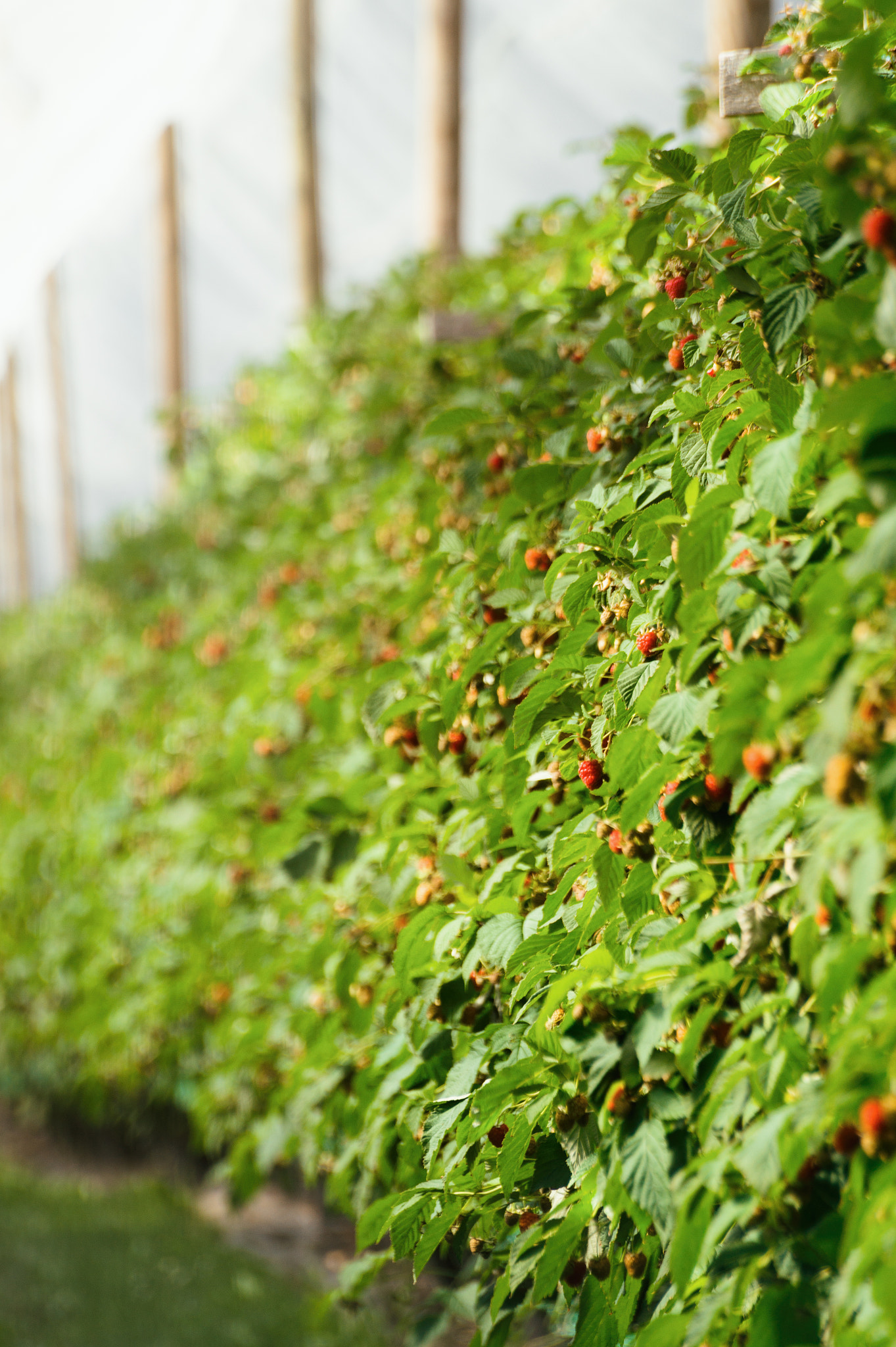 Sony 75-300mm F4.5-5.6 sample photo. Raspberries photography