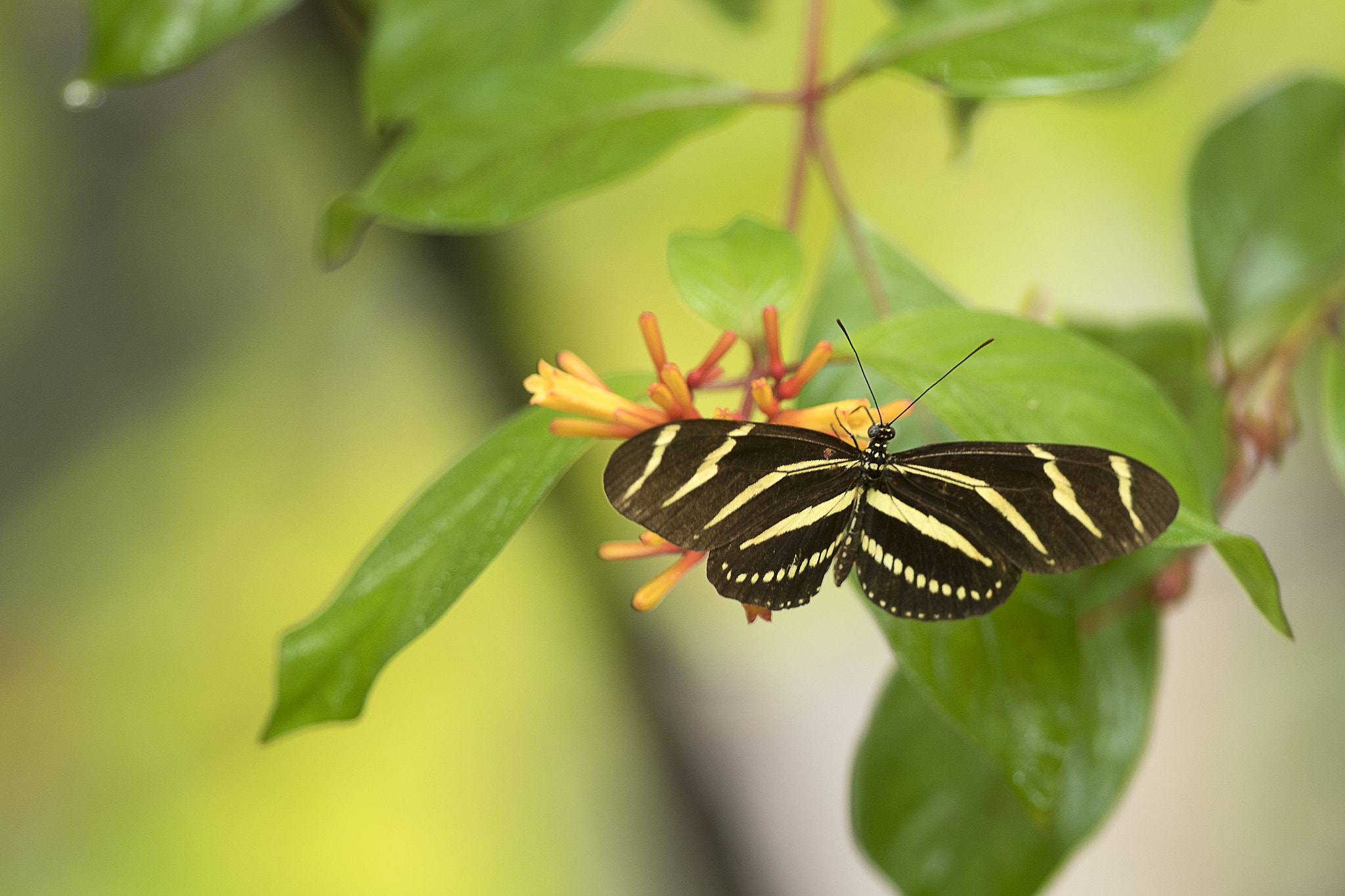 Canon EF 300mm F2.8L IS II USM sample photo. Zebra longwing butterfly photography