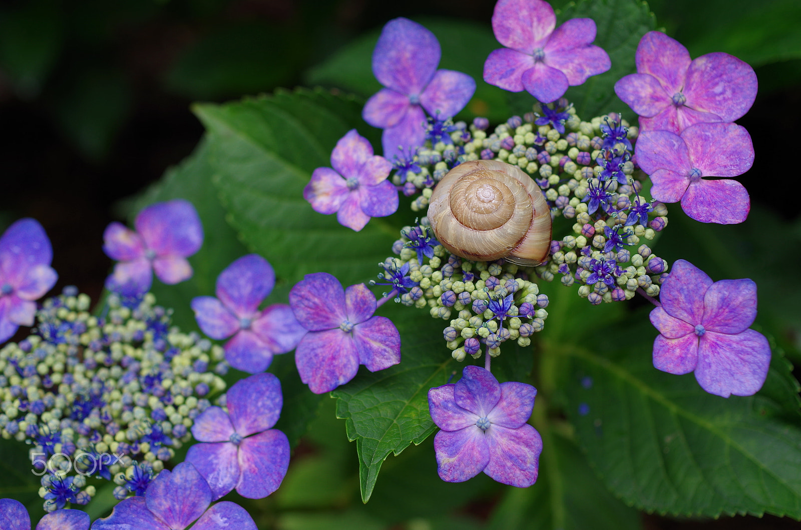 Pentax K-50 sample photo. Comfortable photography