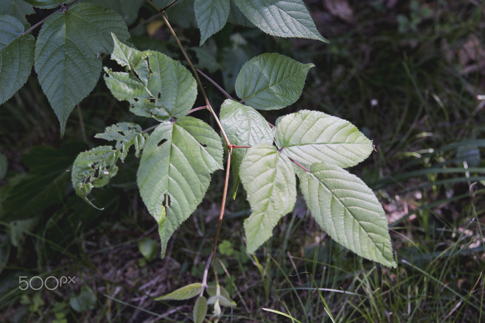 Canon EOS 100D (EOS Rebel SL1 / EOS Kiss X7) sample photo. Leaves photography