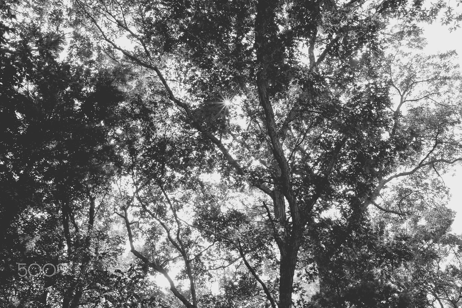 Canon EOS 100D (EOS Rebel SL1 / EOS Kiss X7) sample photo. Trees photography