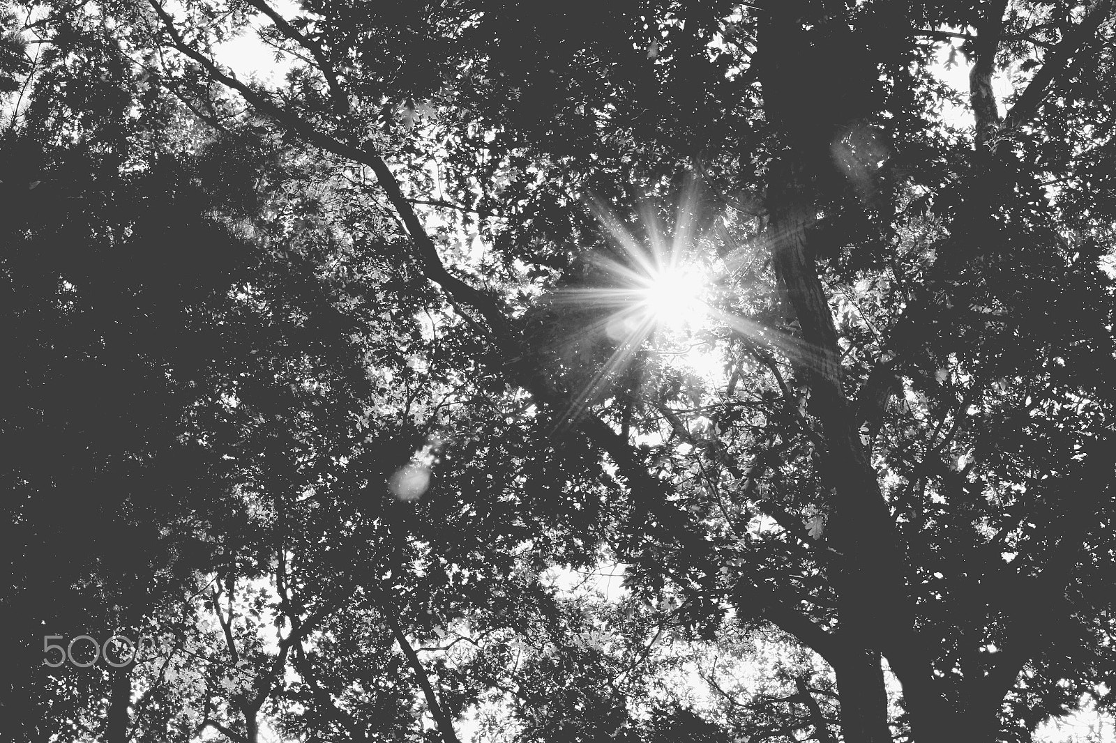 Canon EOS 100D (EOS Rebel SL1 / EOS Kiss X7) sample photo. Trees photography