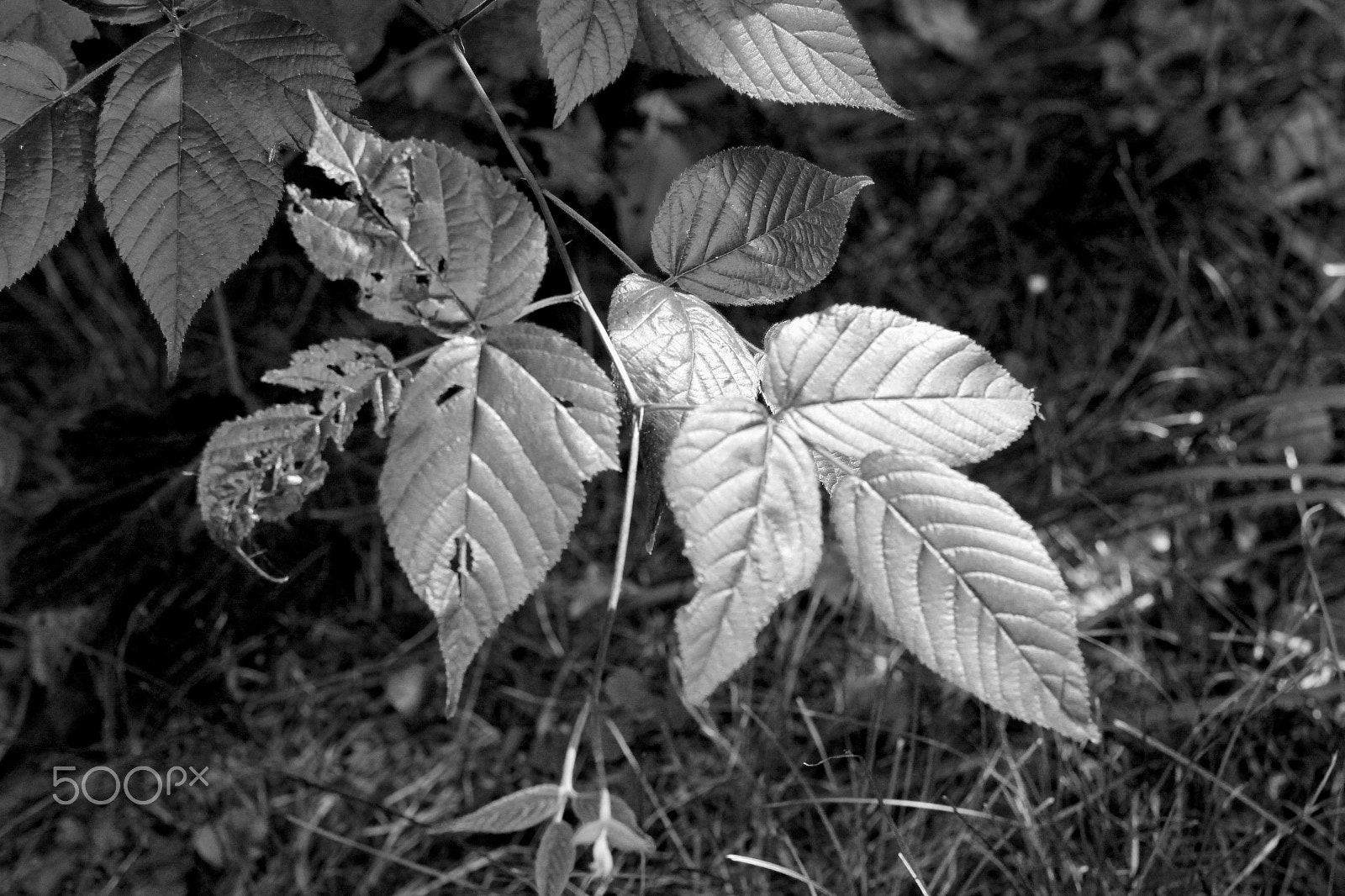Canon EOS 100D (EOS Rebel SL1 / EOS Kiss X7) sample photo. Leaves photography