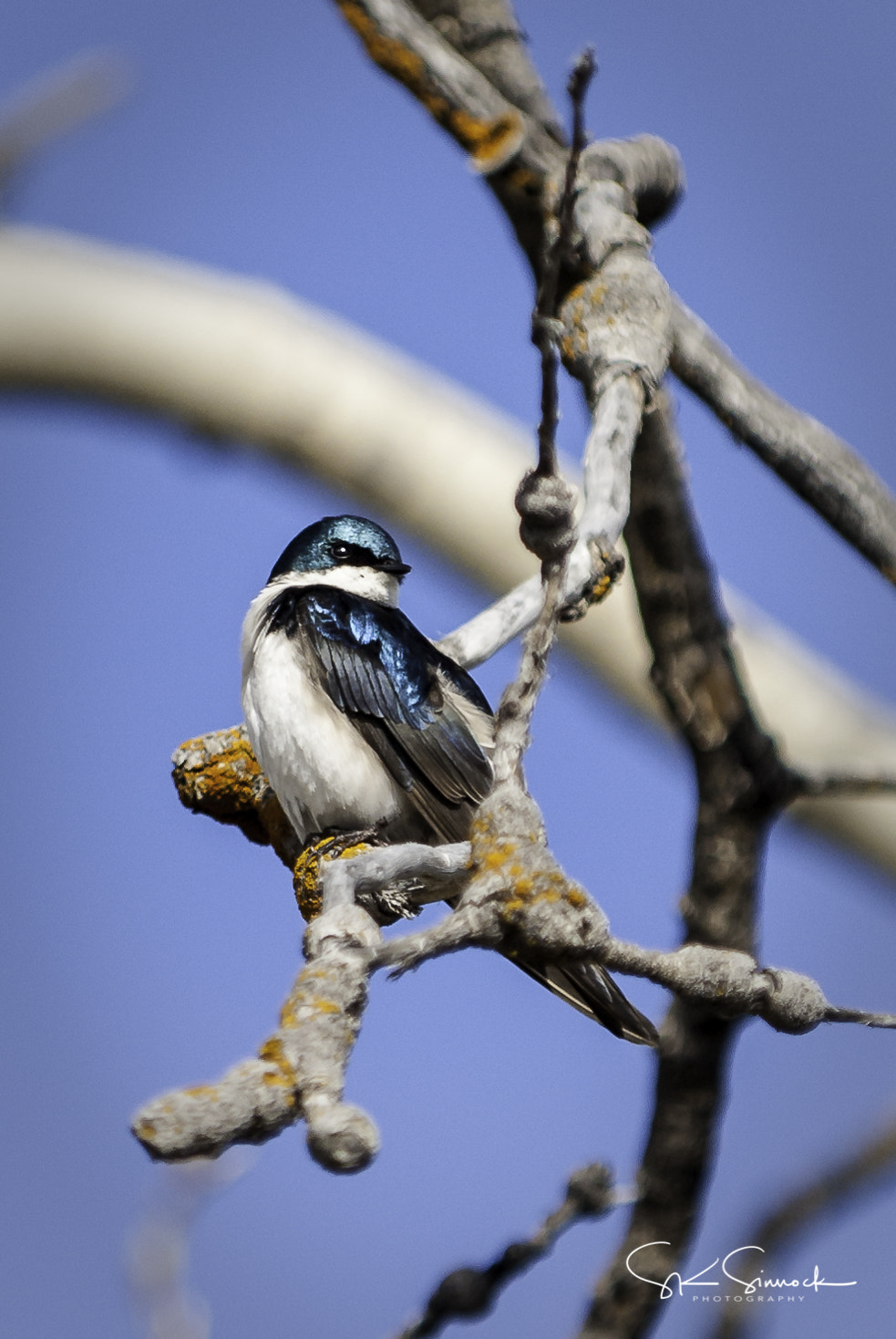 Nikon D200 sample photo. Tahoe swallow photography