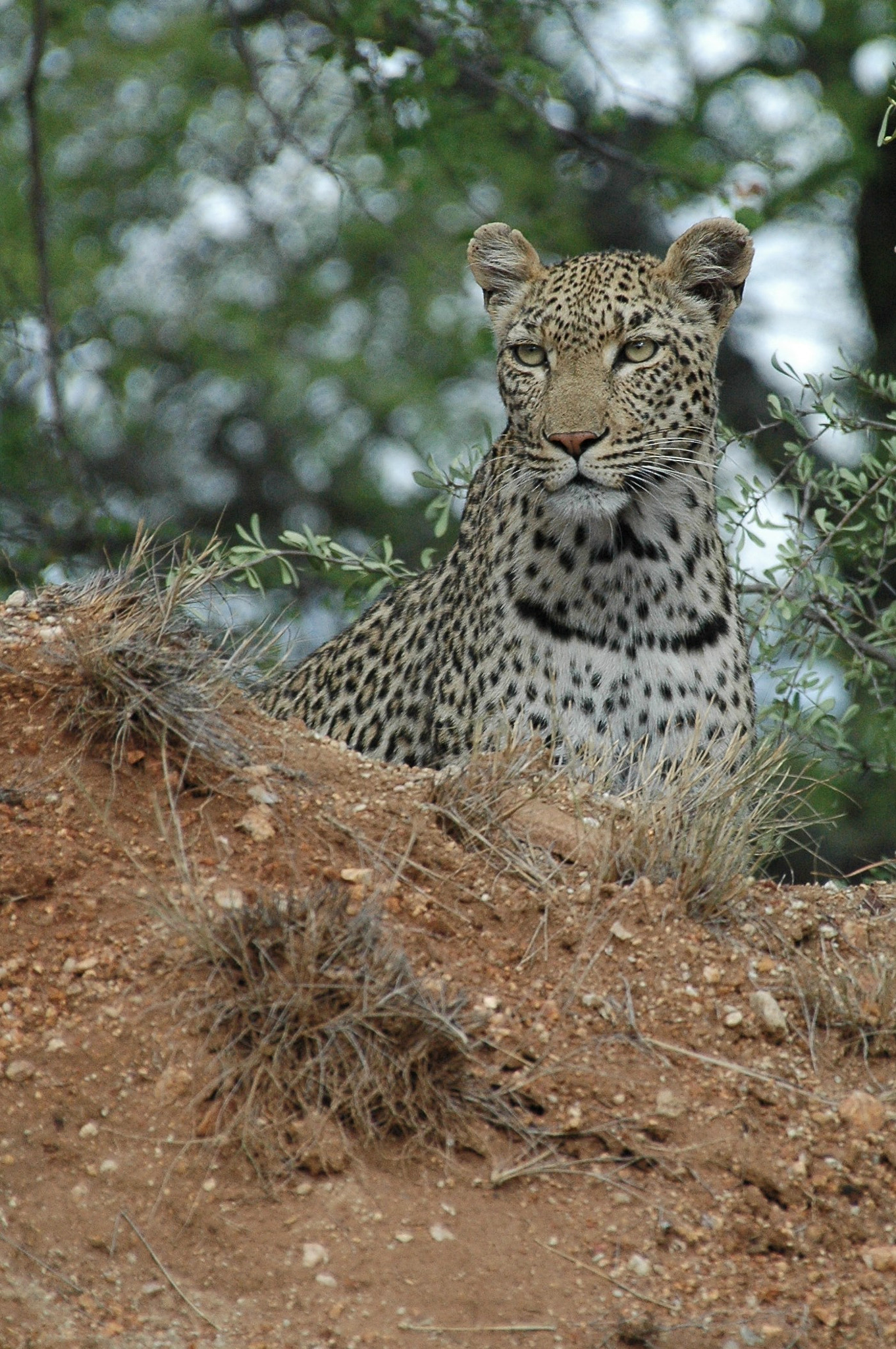 Nikon D70 sample photo. Dsc_0100.jpg photography