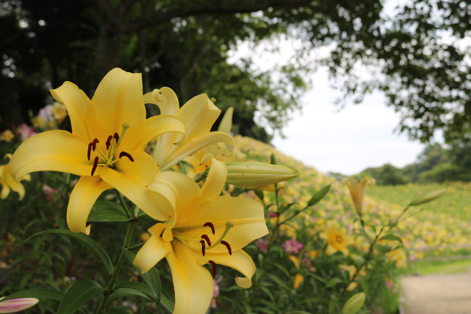 Canon EOS 760D (EOS Rebel T6s / EOS 8000D) + Canon EF-S 18-55mm F3.5-5.6 IS STM sample photo