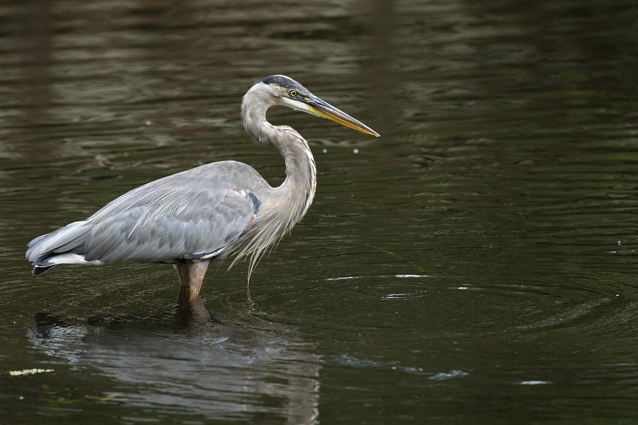 Canon EOS 7D Mark II + Canon EF 300mm F2.8L IS II USM sample photo. Tricolored heron photography