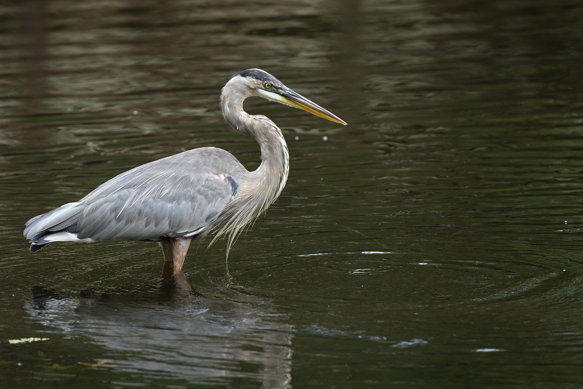 Canon EF 300mm F2.8L IS II USM sample photo. Tricolored heron photography