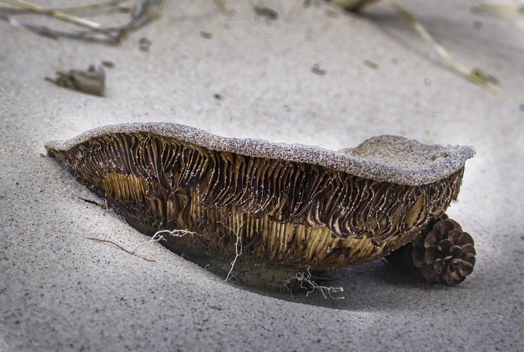 Nikon E995 sample photo. Mushroom in sand along trail reserve nationale de faune grosse ile edit photography