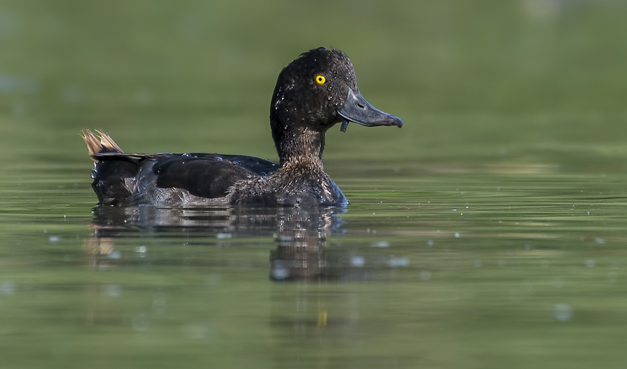 Nikon AF-S Nikkor 200-500mm F5.6E ED VR sample photo. Just one- a tutted duck photography