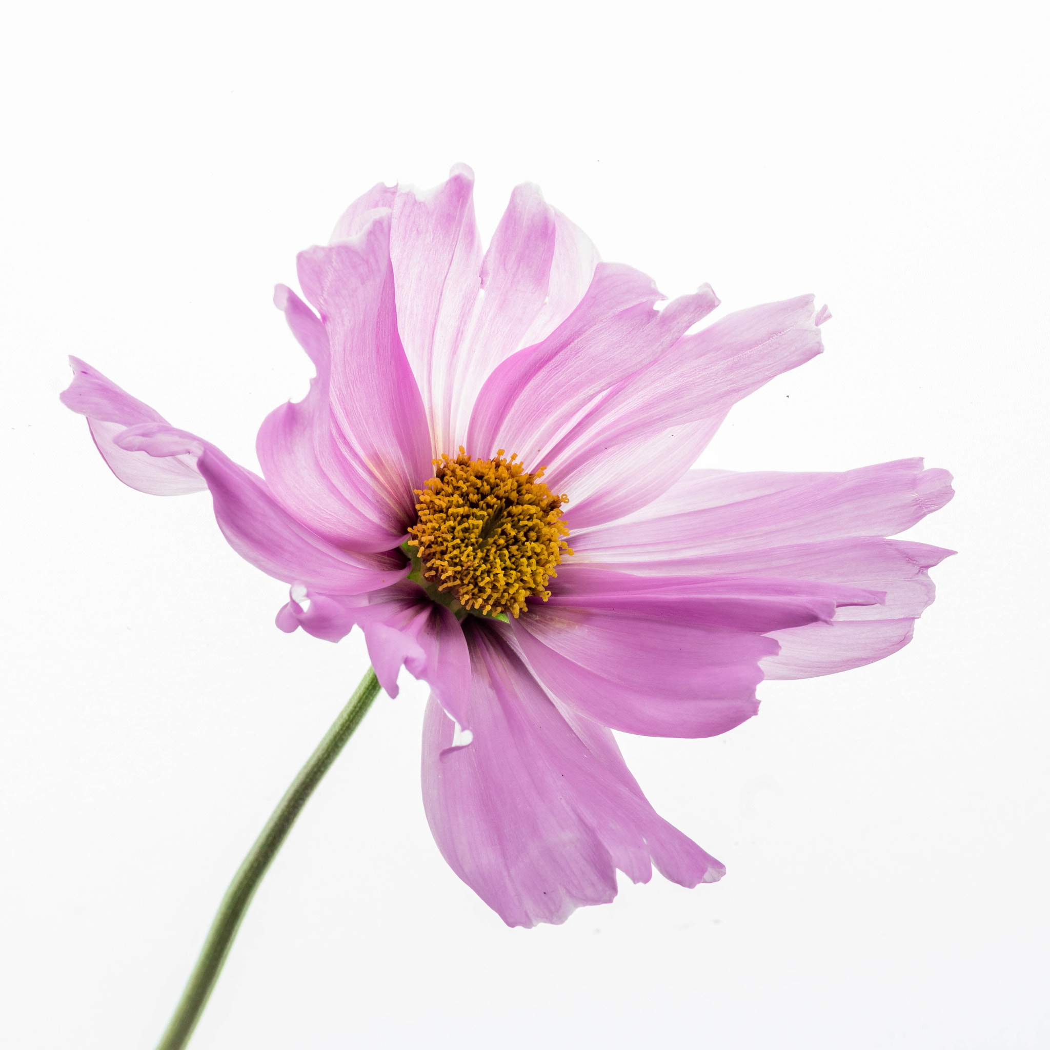 Pentax K-3 sample photo. Cosmos photography