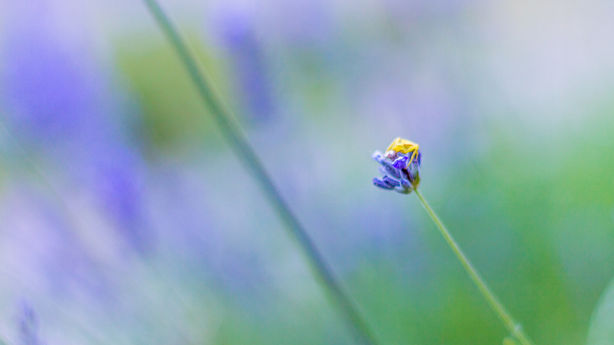 Canon EOS 700D (EOS Rebel T5i / EOS Kiss X7i) + Canon EF 50mm F1.8 II sample photo. Araignée crabe (thomisidae) sur lavande photography