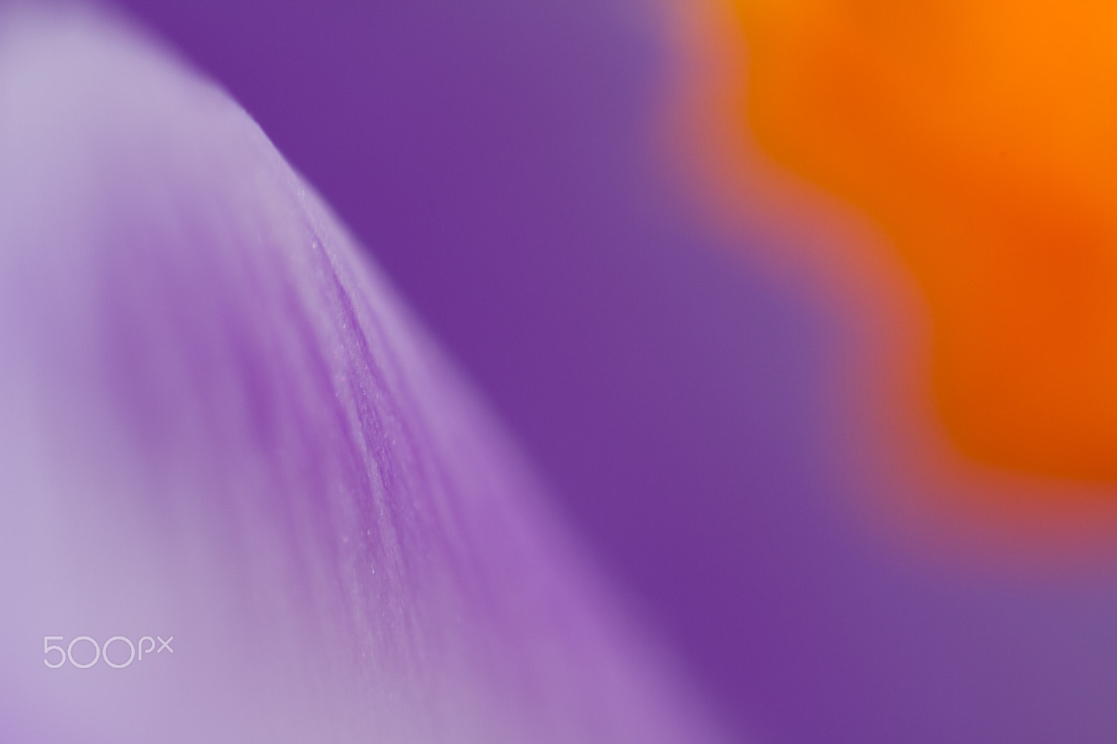 Canon MP-E 65mm F2.5 1-5x Macro Photo sample photo. Crocus dream photography