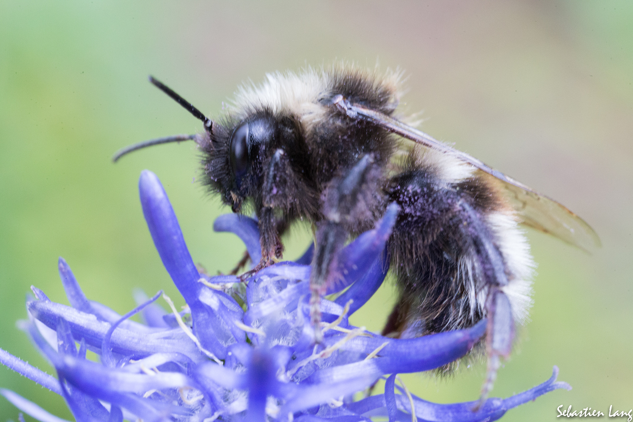 Canon MP-E 65mm F2.5 1-5x Macro Photo sample photo. Bumbelbee photography