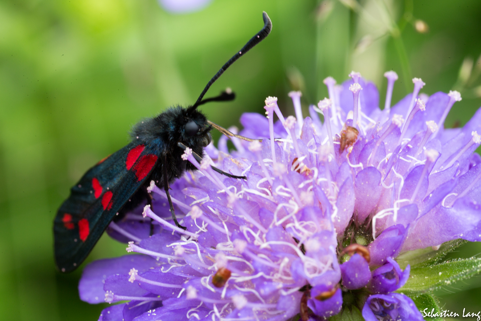 Canon MP-E 65mm F2.5 1-5x Macro Photo sample photo. Zygene photography