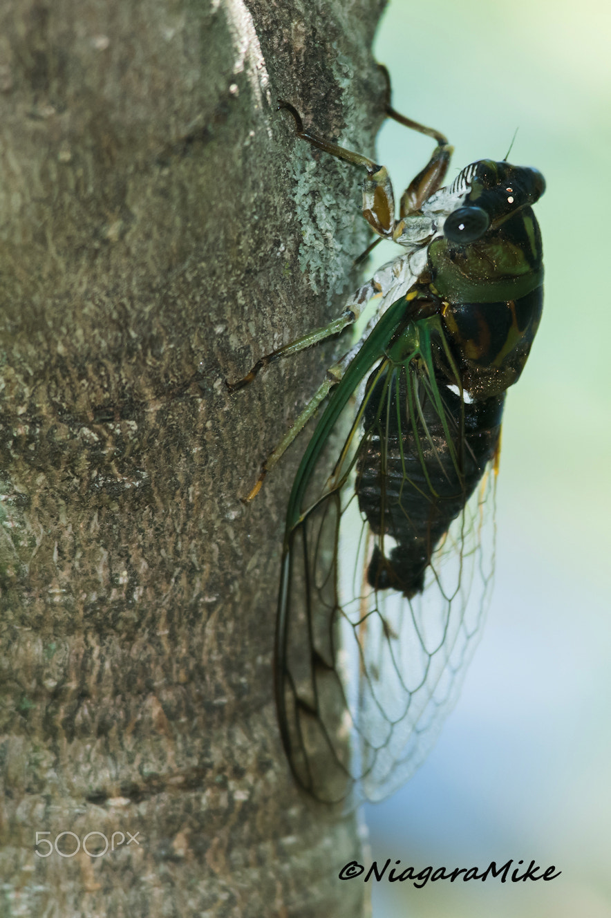 Nikon D810 + Nikon AF-S Nikkor 300mm F4D ED-IF sample photo. Annual cicada photography