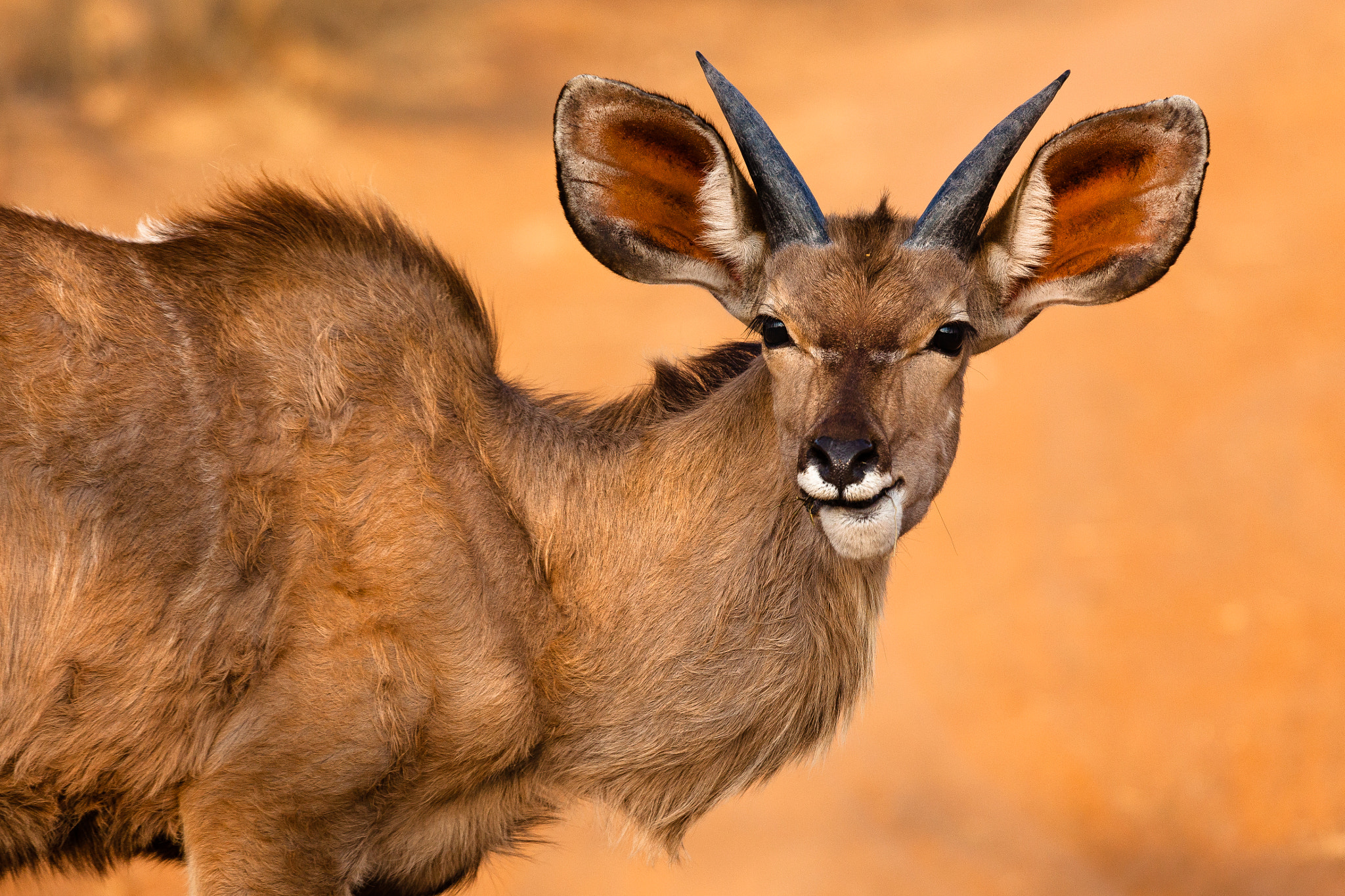 Canon EF 100-400mm F4.5-5.6L IS USM sample photo. Juvenile kudu photography