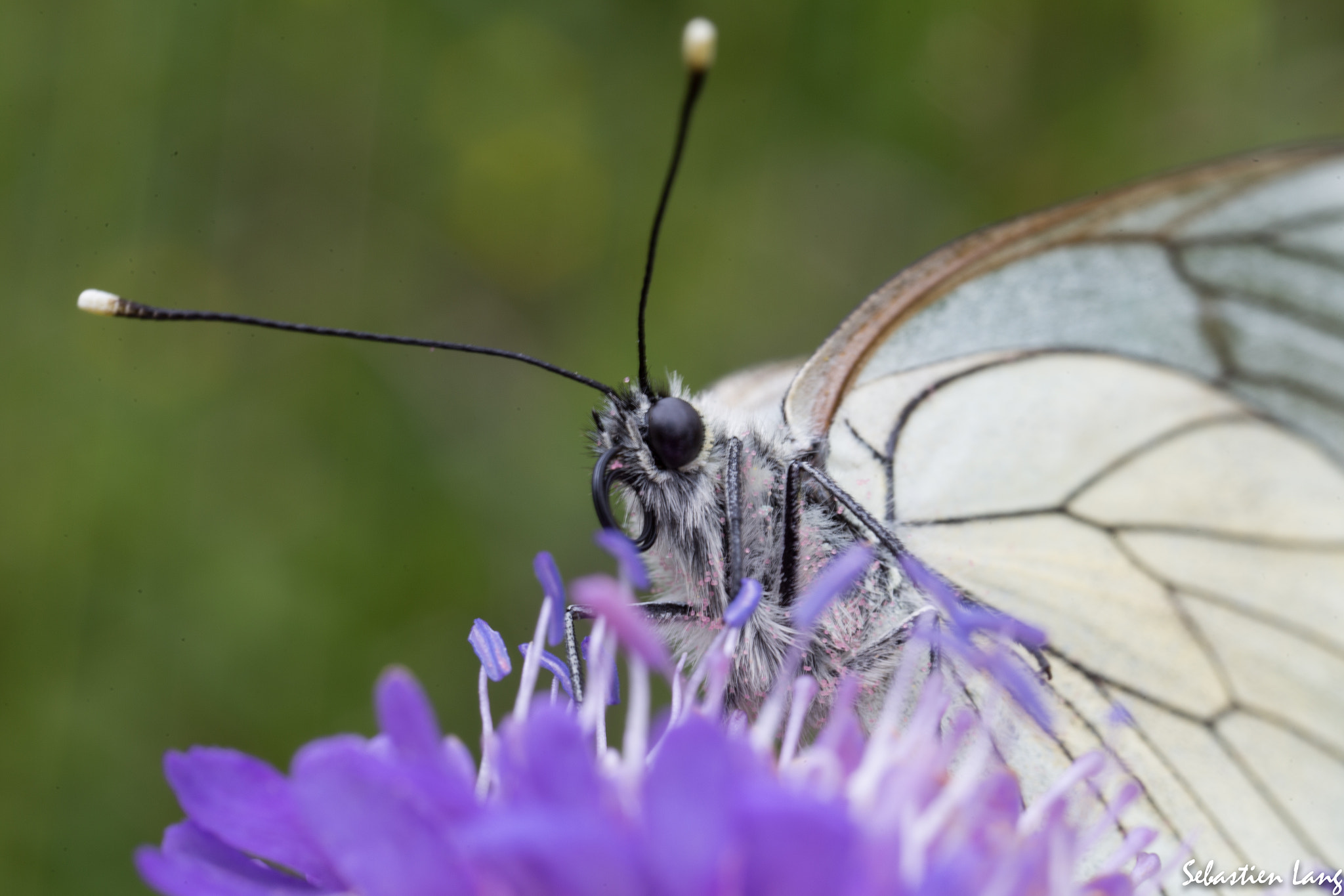 Canon MP-E 65mm F2.5 1-5x Macro Photo sample photo. Pierride de l'aubepine photography