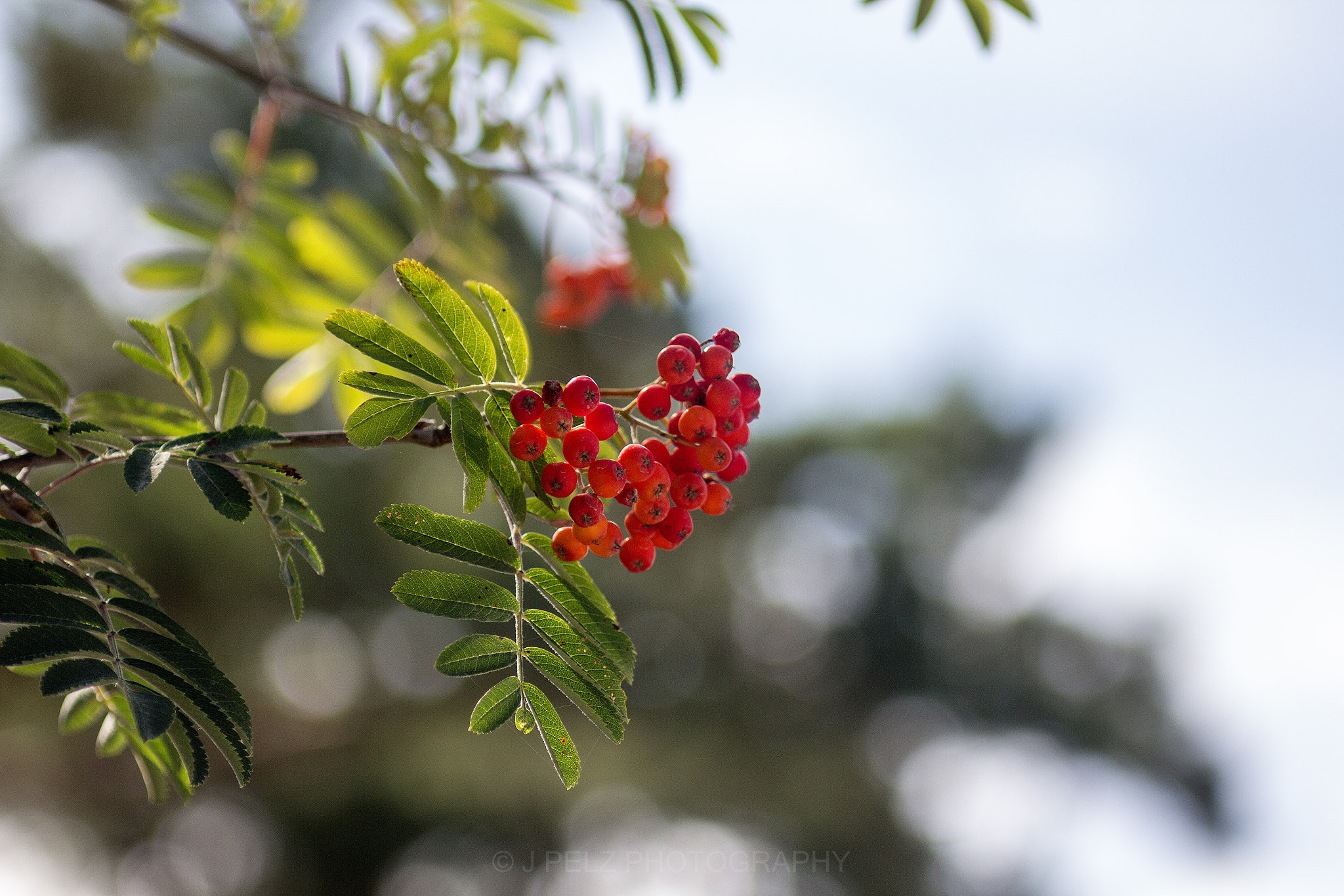 Canon EOS 60D + Canon EF 100mm F2.8 Macro USM sample photo. Rowan-berries photography