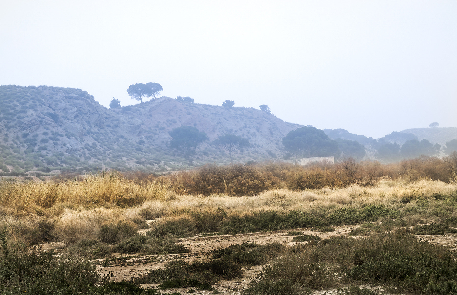 Leica Digilux 3 sample photo. 6 de agosto - dorado paisaje photography