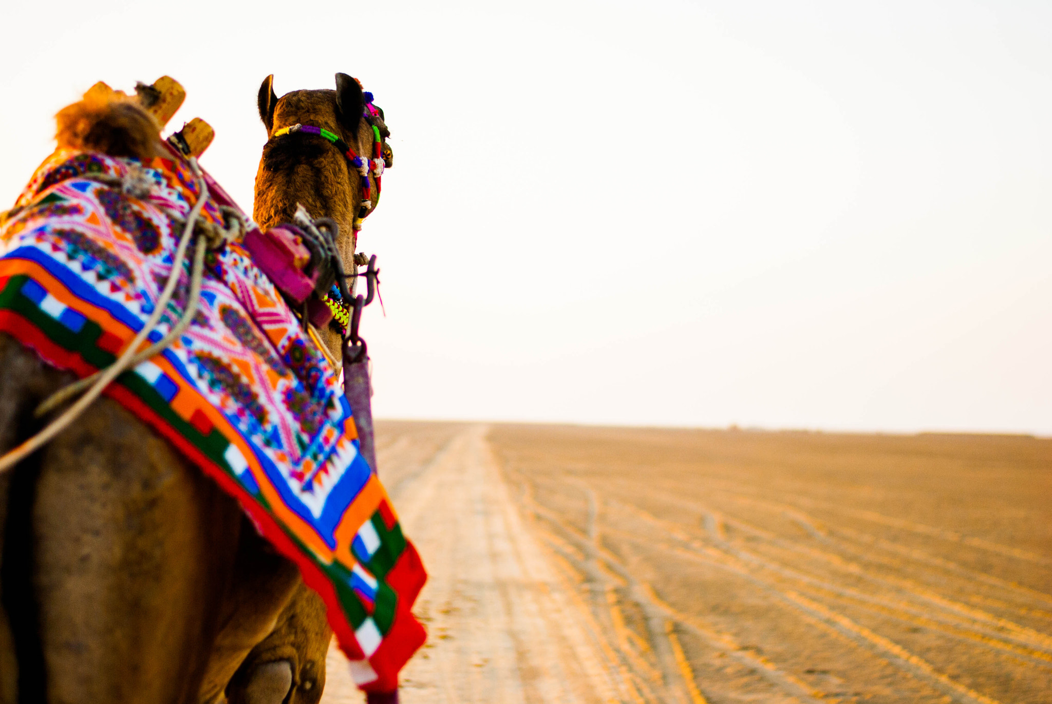 Nikon D60 + Nikon AF-S Nikkor 50mm F1.8G sample photo. Camel ride photography